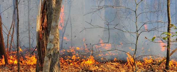 Brush fire at Marine Corps Base Quantico | Photo Galleries | insidenova.com