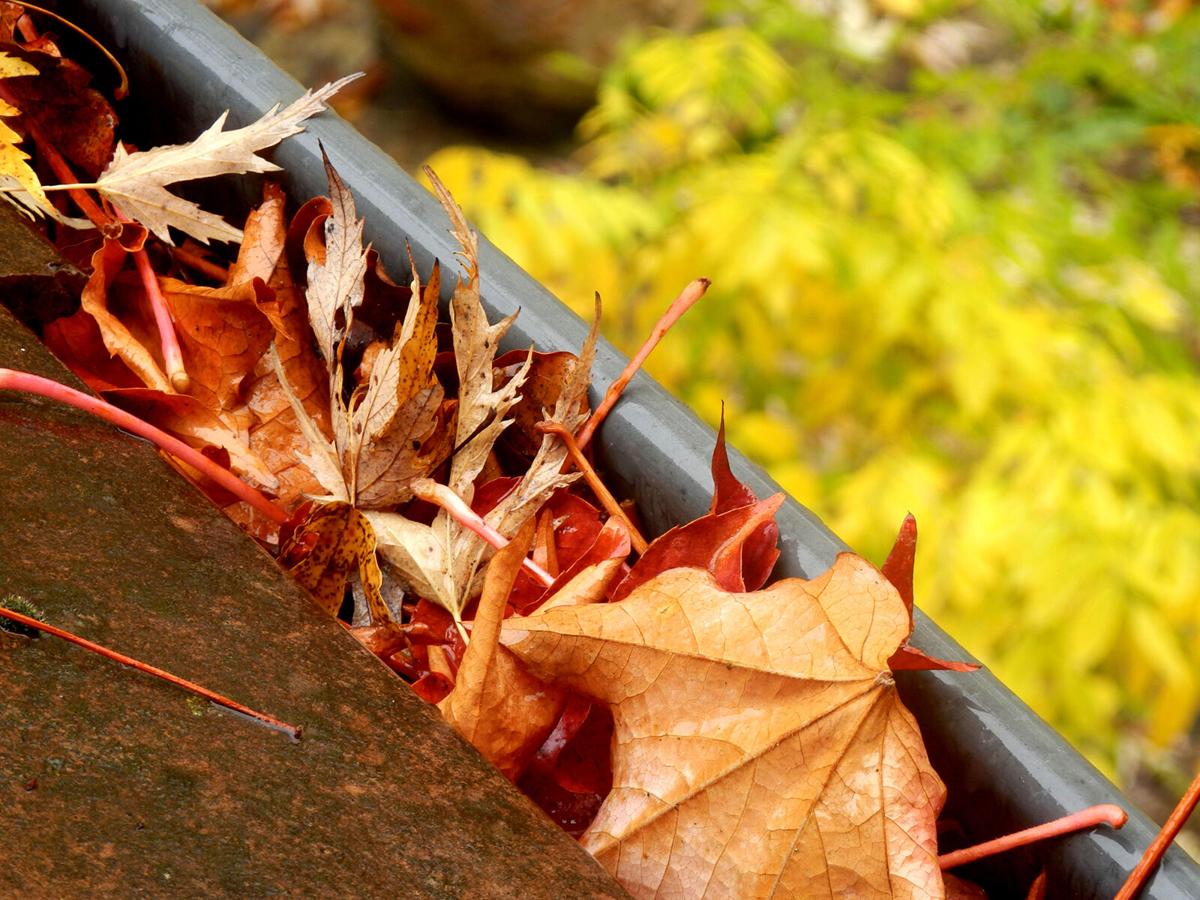 Gutter full of leaves following leaf fall in Autumn