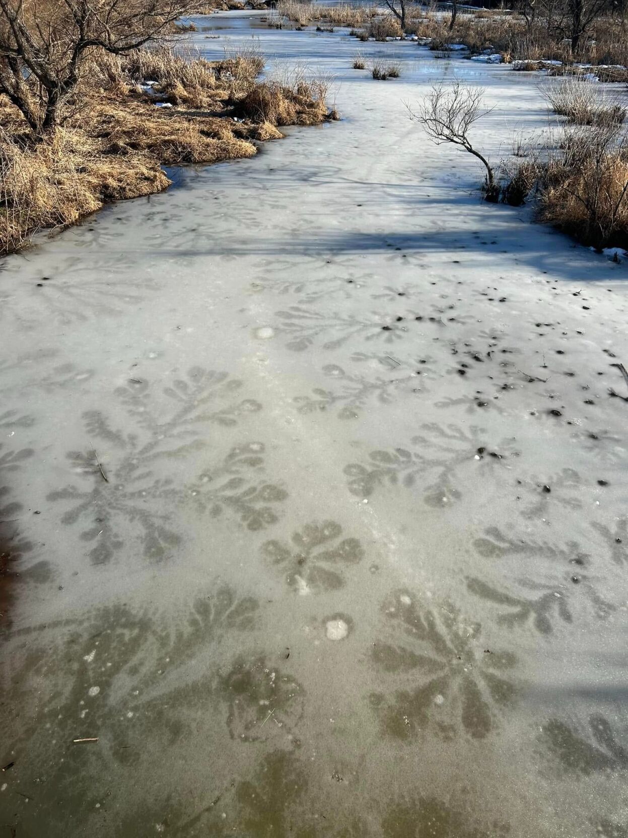 Lake stars appear on Neabsco Creek in Woodbridge | Headlines ...