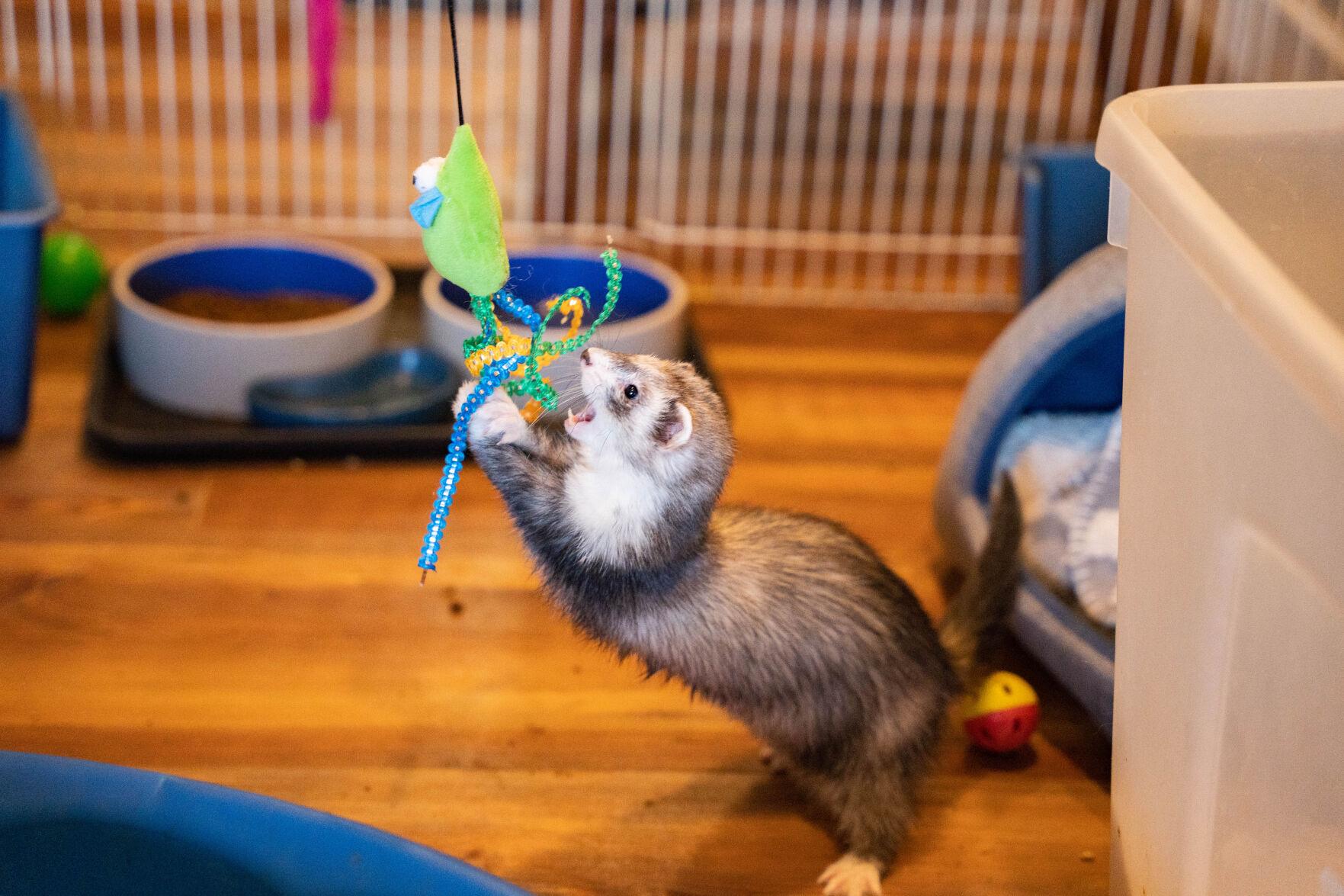 Ferret, wild animal rescue thrives in Brandy Station | InsideNoVa ...