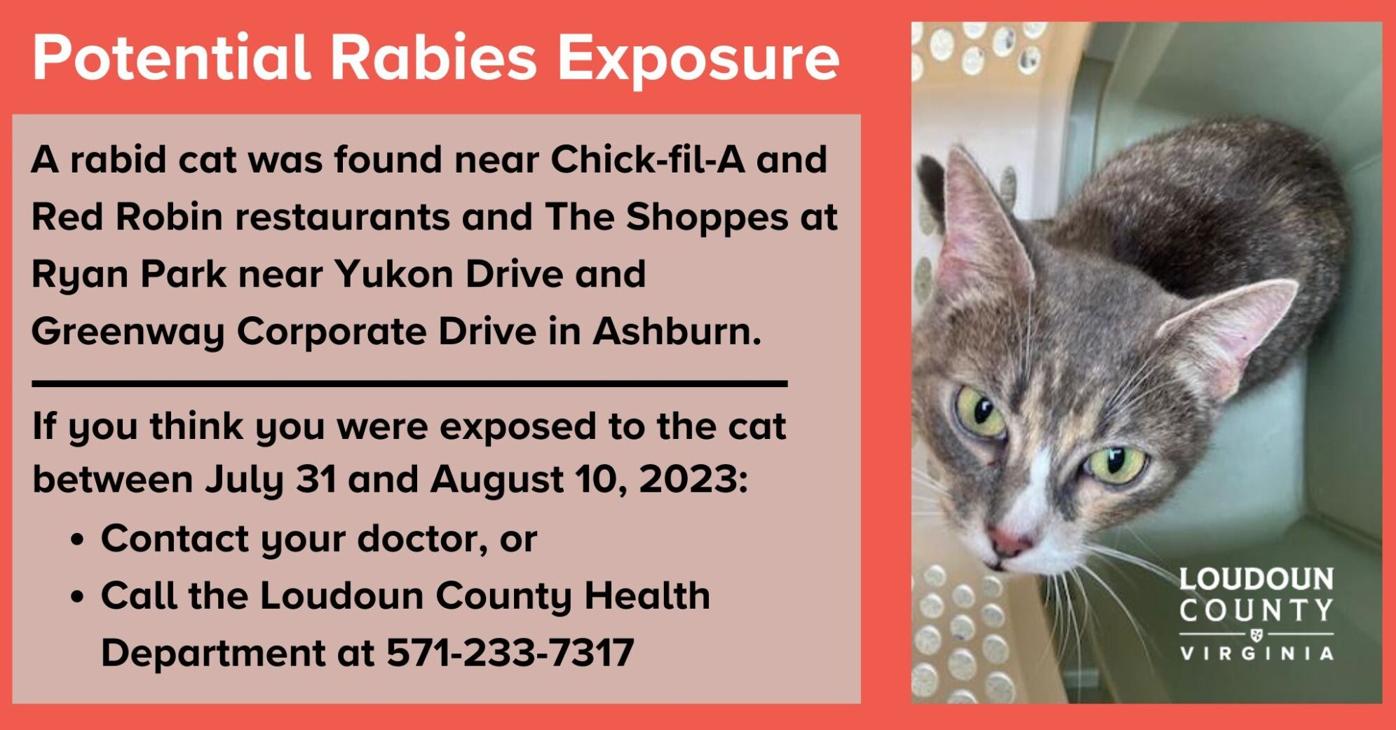 Cat with kittens at Ashburn shopping center may have caused rabies  exposure, health department says, Headlines