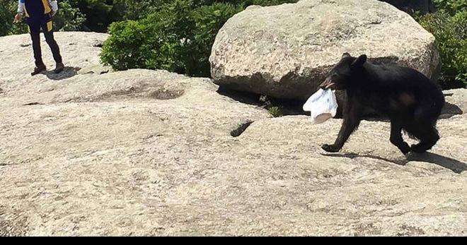 American Black Bear - Shenandoah National Park (U.S. National Park Service)