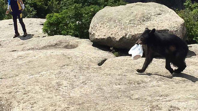 Bear Steals Food At Old Rag Mountain Prompting Park Service Warning Headlines Insidenova Com