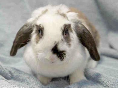 Fairfax animal shelter to put focus on rabbits, bunnies throughout month |  news/fairfax 