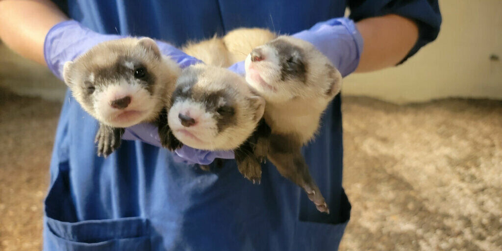 National Zoo wants your help naming black-footed ferret kits | Headlines |  