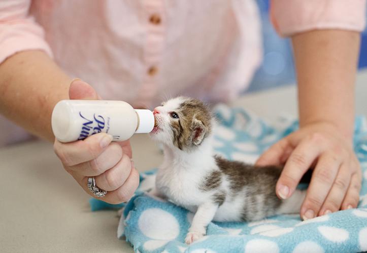 Picture of PHOTOS: Effort to protect neonatal kittens draws support | Photo ...