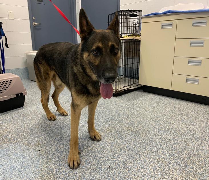 Authorities Seek Info On Dog Tossed From Car In North Stafford Headlines Insidenova Com