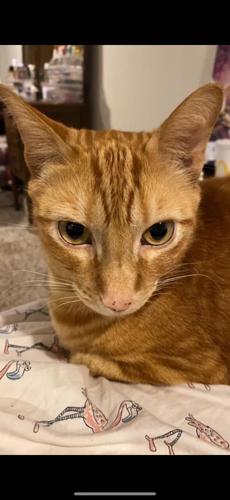 UPDATED: Cat missing after Haymarket house explosion found alive ...