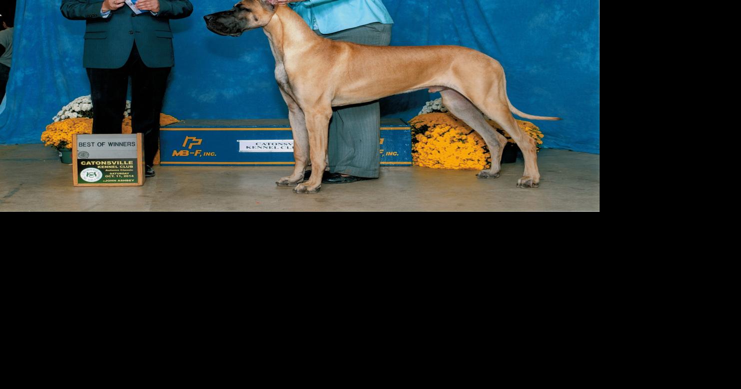 Gainesville Great Dane to compete in Westminster dog show Headlines