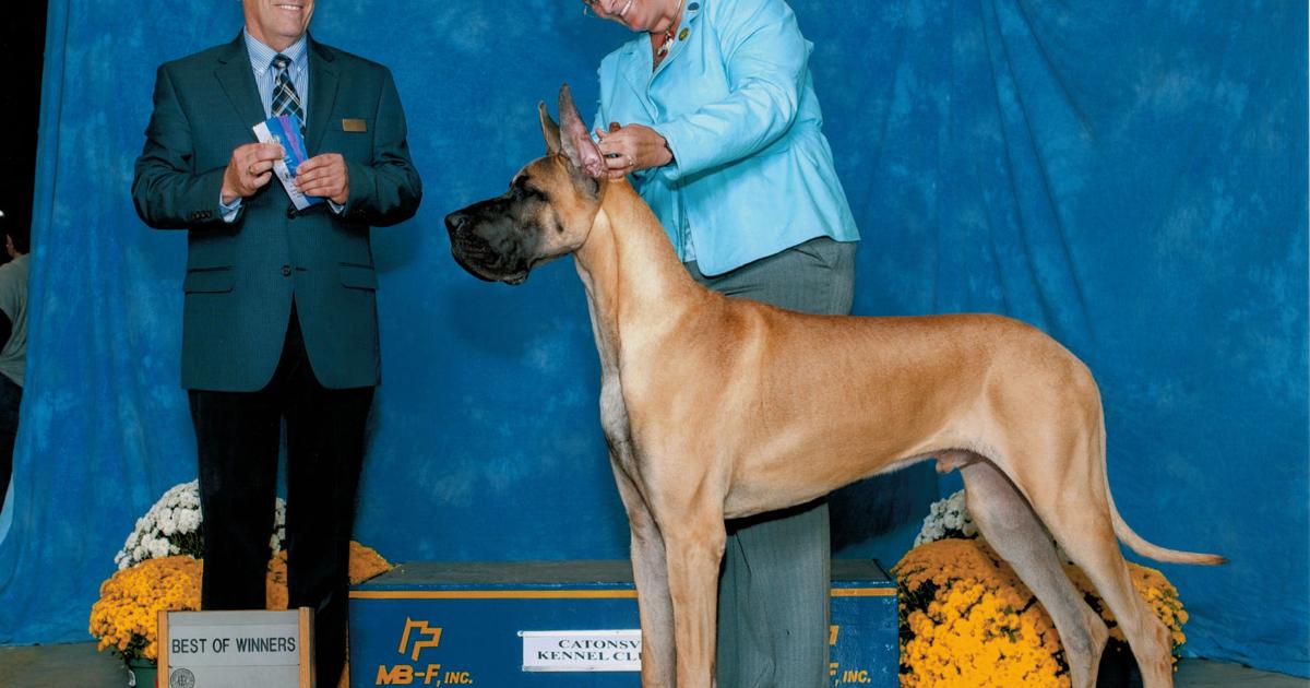 Gainesville Great Dane to compete in Westminster dog show Headlines