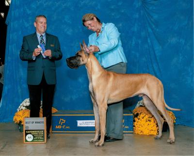 Gainesville Great Dane To Compete In Westminster Dog Show Headlines Insidenova Com