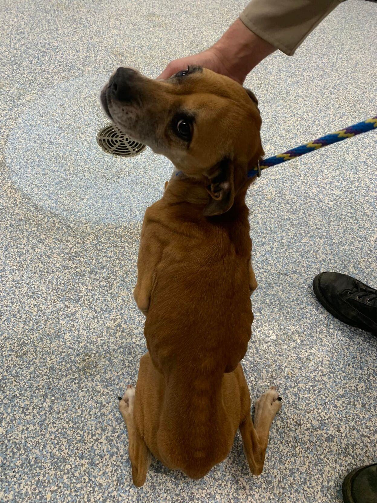 Two emaciated dogs, one near death, found in Stafford; couple arrested ...