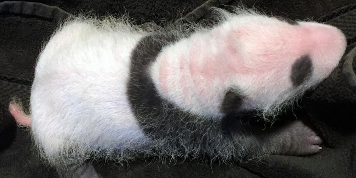 National Zoo S Baby Panda Gets First Exam Headlines Insidenova Com National Zoo S Baby Panda Gets First Exam Headlines Insidenova Com