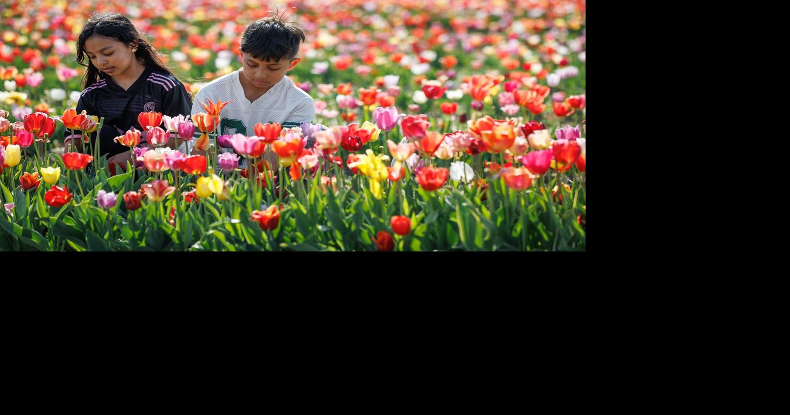 Burnside Farms’ Festival of Spring ranked among Top 10 tulip festivals in US