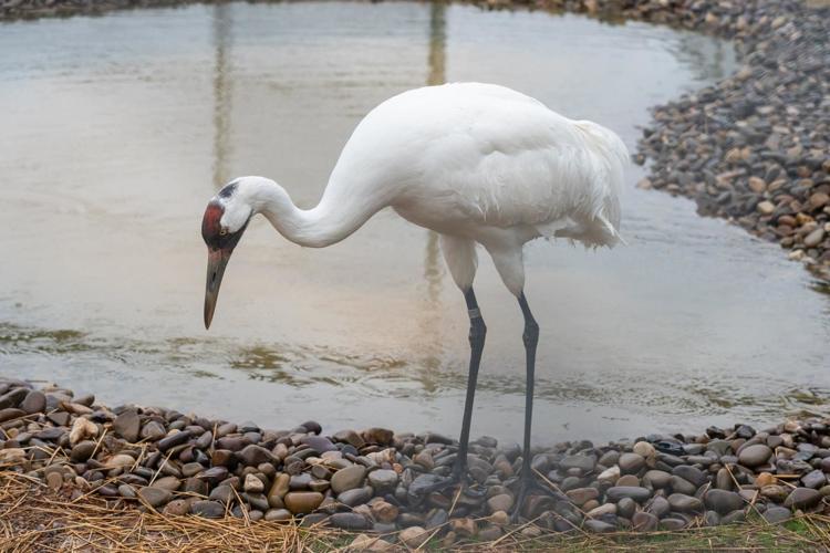 National Zoo's biology institute launches effort to save whooping cranes | Headlines | insidenova.com