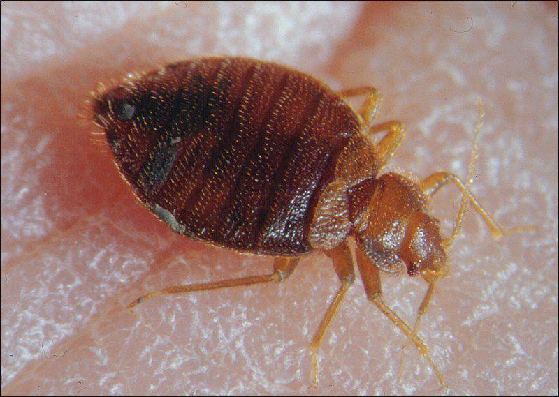 Washington D C Tops List For Bed Bug Reports News Insidenova Com