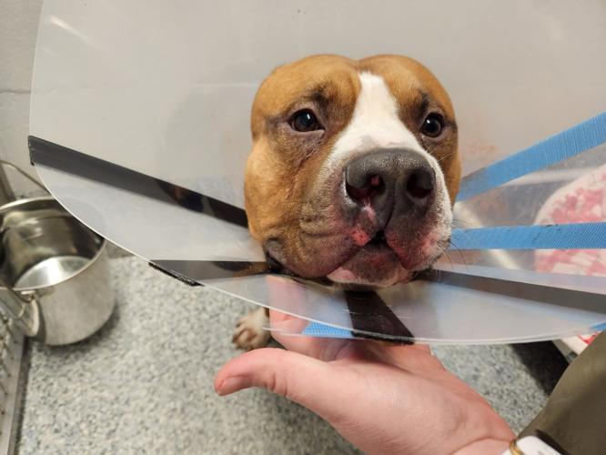 UPDATED: Police seek information after dog found in Dumfries with ...