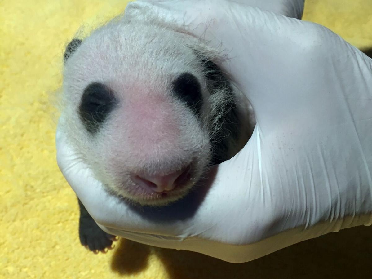 National Zoo S Baby Panda Gets First Exam Headlines Insidenova Com