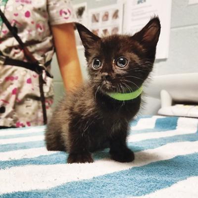 Empty the Shelter: Deep discounts for pet adoptions Oct. 12 at Fredericksburg  SPCA | News 