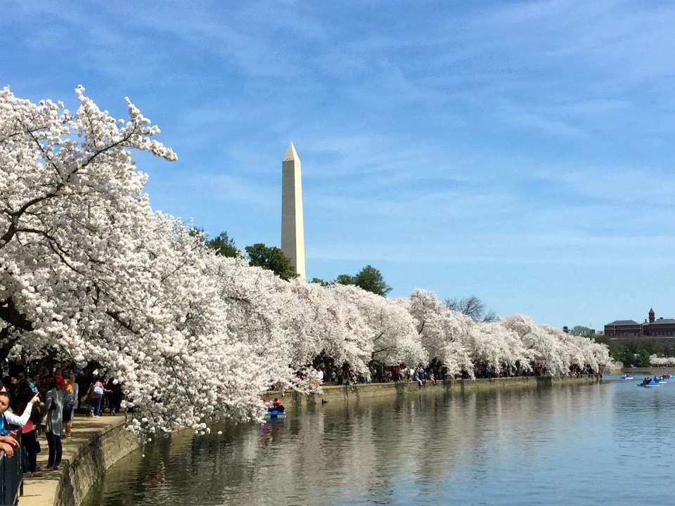 BLOOM WATCH - National Cherry Blossom Festival