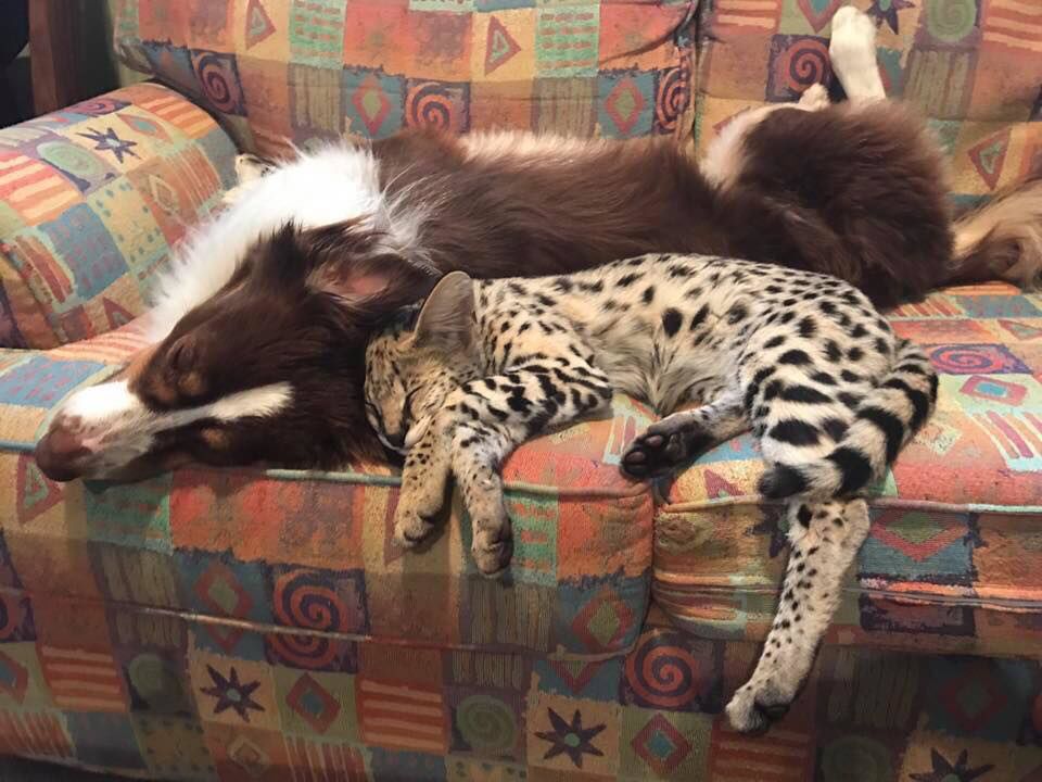savannah cat and dog