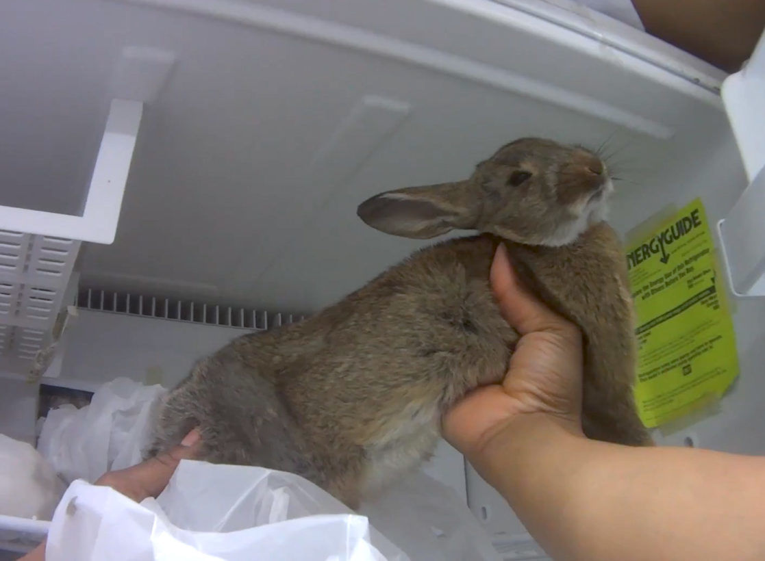 Petland bunnies store