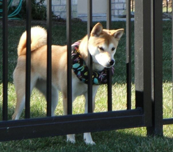 Puppy bumpers fence store blocker