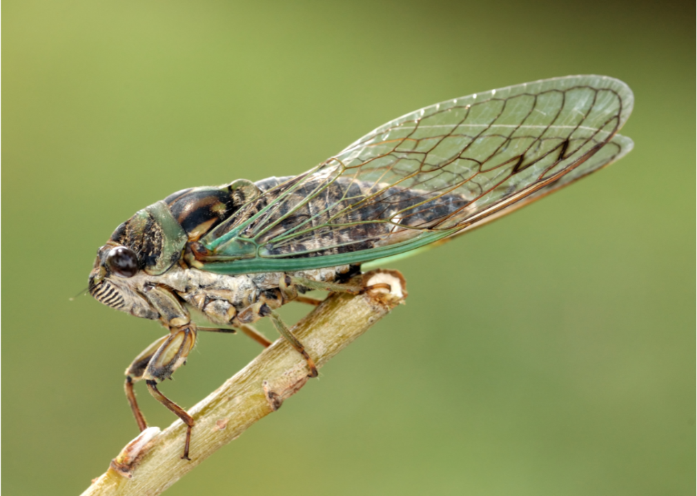 Fly Fishing Hat - Deadly Cicada