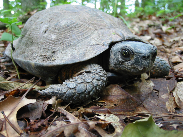 Baby Turtles Are on the Move in Arlington