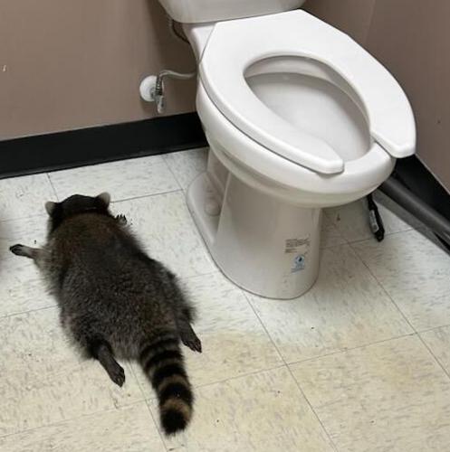 Alcoholic Racoon VIDEO: Drunken raccoon, Virginia’s new party animal, inspires cocktail ...