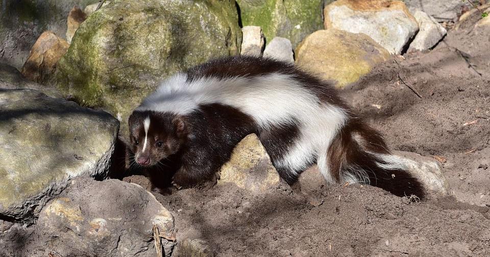 Critter Corner: Skunks are beneficial creatures, really | Lifestyles |  