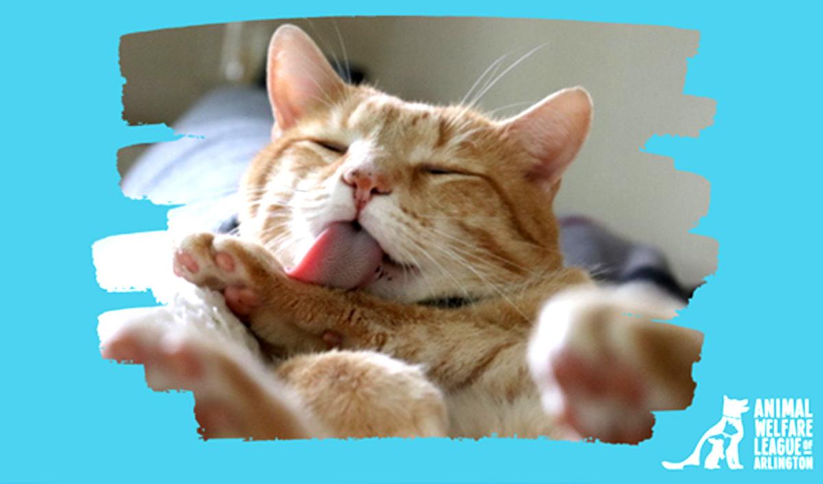 Animal Welfare League Resumes In Person Adopts With Appointments News Arlington Insidenova Com