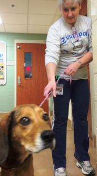 Stray hound dog unites neighborhood; finds a new home | Headlines |  