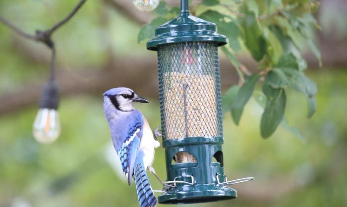 best bird feeders for virginia