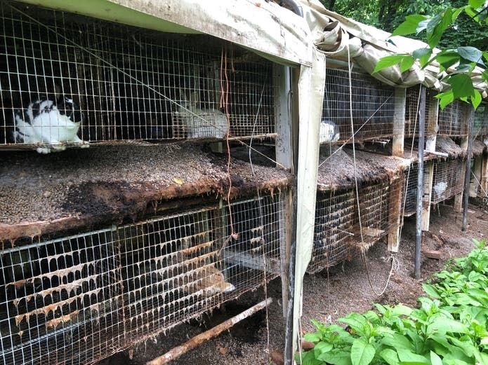 Aldie woman arrested after 367 animals surrendered in Loudoun County | Headlines Aldie woman arrested after 367 animals surrendered in Loudoun County | Headlines
