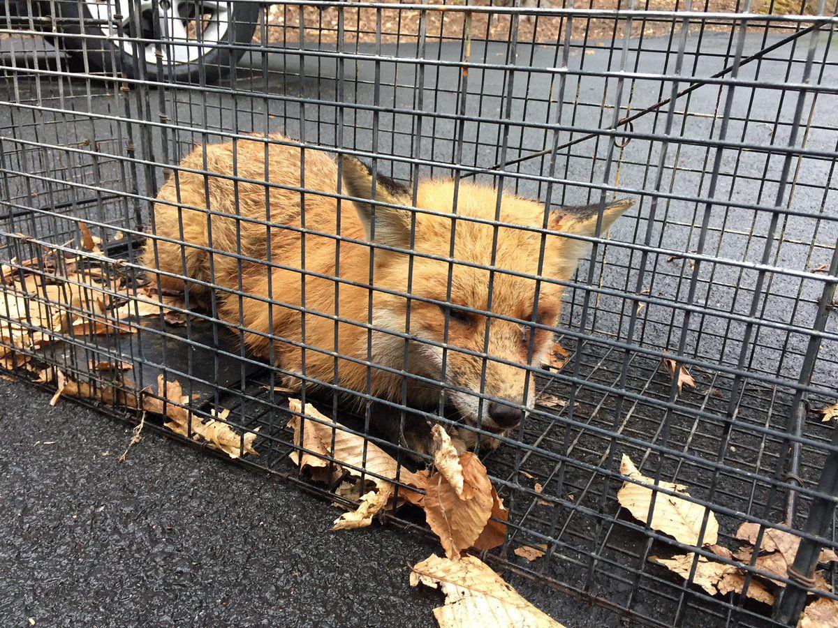 Fox Attacks 71 Year Old Woman Cat In Separate Attacks In Great