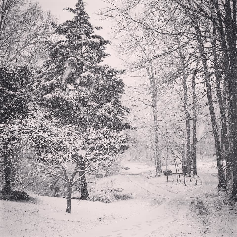 More 2020 Snow Pics in Northern Virginia | News ...