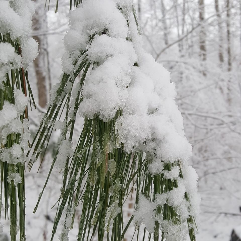 More 2020 Snow Pics in Northern Virginia | News ...