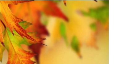 Culpeper announces leaf collection days - Vimarsana News