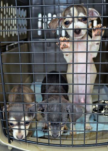 Merrifield clinic helps treat dogs rescued from puppy mill | Local |  
