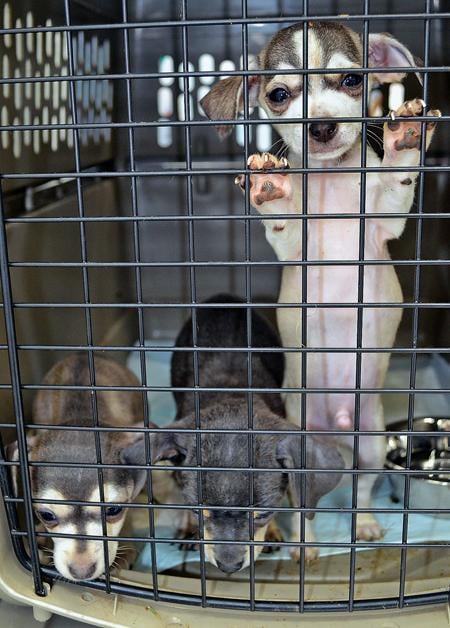 New Laws Target Puppy Mills And Allow Lifetime Pet Licenses In Virginia Headlines Insidenova Com
