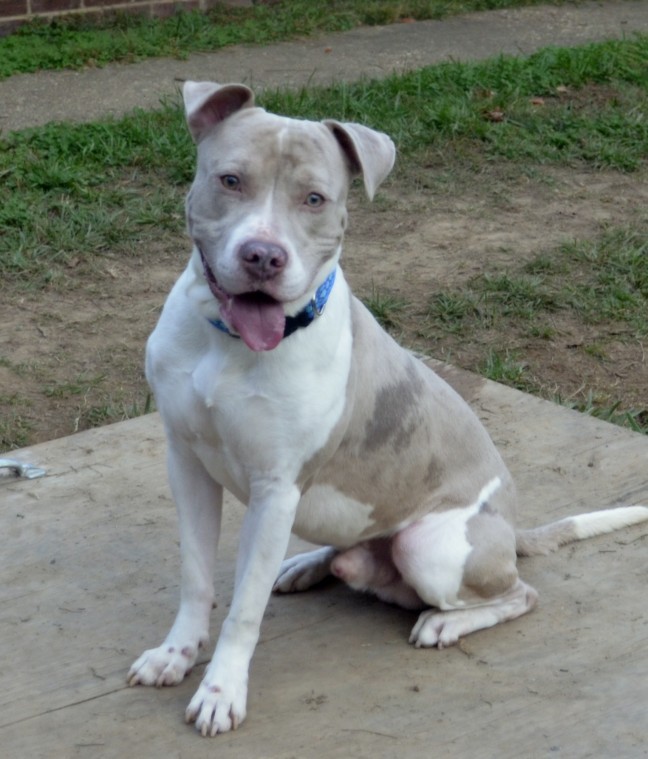 White shop merle pitbull