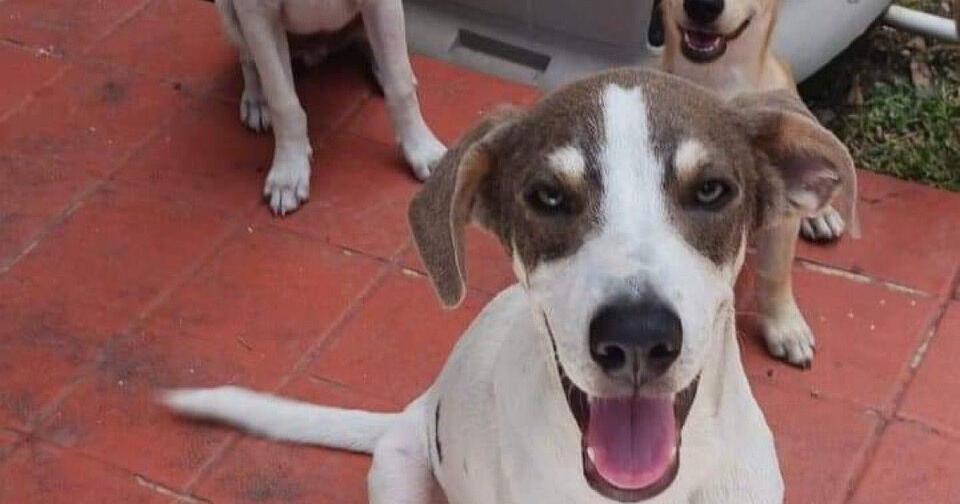Fredericksburg SPCA to take in 22 dogs from hurricane-stricken Puerto Rico  | Headlines 