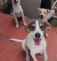Fredericksburg SPCA to take in 22 dogs from hurricane-stricken Puerto Rico