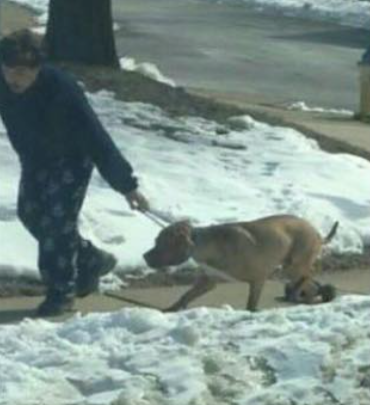 UPDATED: Manassas man charged with animal cruelty after dog photo goes ...