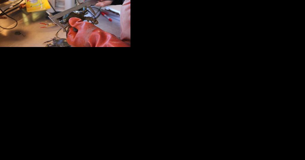 Virginia regulators considering fall crabbing season extension - Vimarsana News