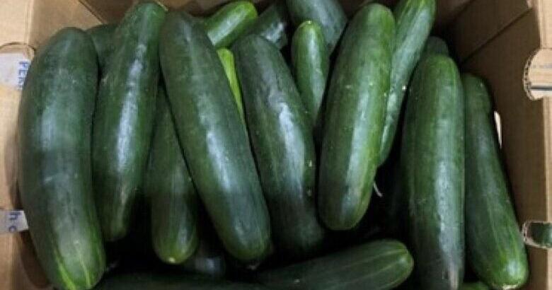 Cucumbers sent to Virginia recalled over salmonella concerns | Headlines - Vimarsana News