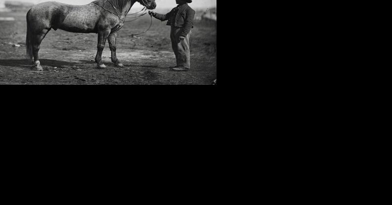 Culpeper Museum exhibit looks at horses in wartime - Vimarsana News