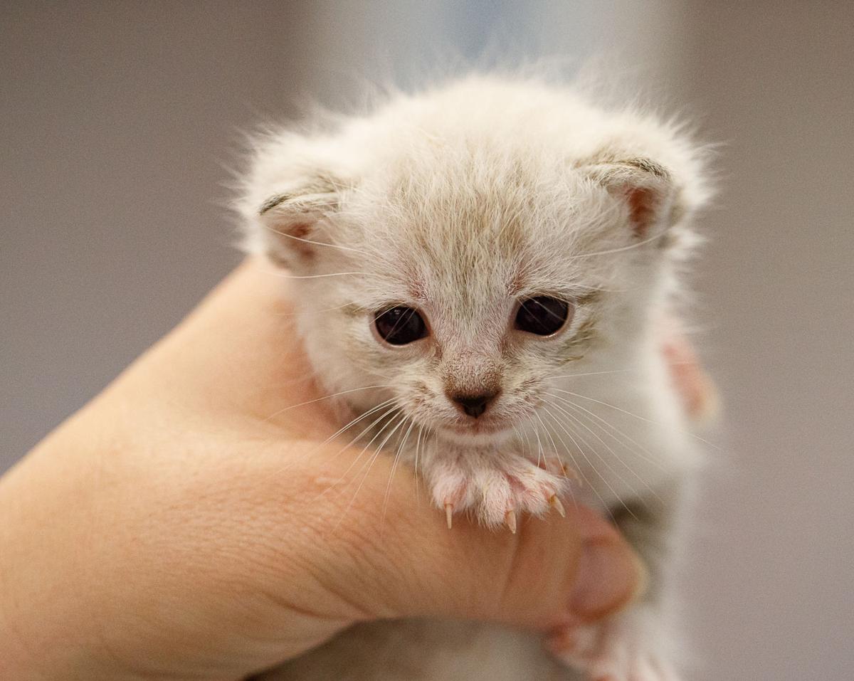 Effort to help neediest kittens aims to go region-wide | news/arlington