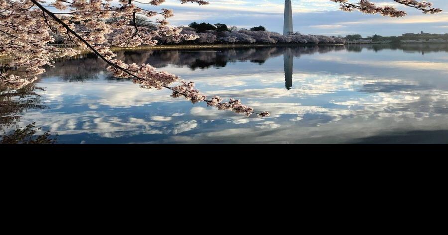 National Cherry Blossom Festival Is Underway And The Blooms Are Right On  Time